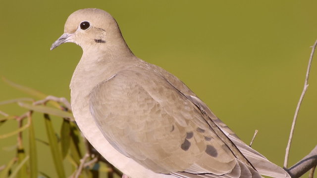 Mourning Dove Close Up