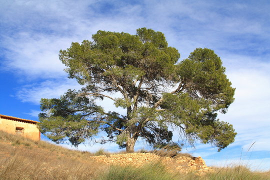 pino carrasco centenario (Pinus halepensis)