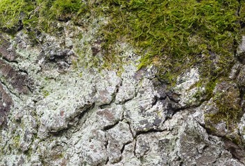 wood moss background