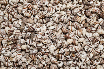 Seashells as background