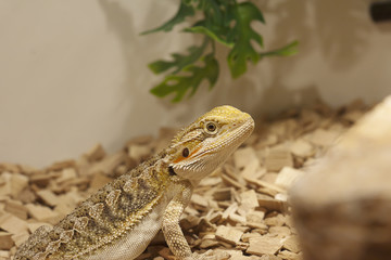 Bearded dragon