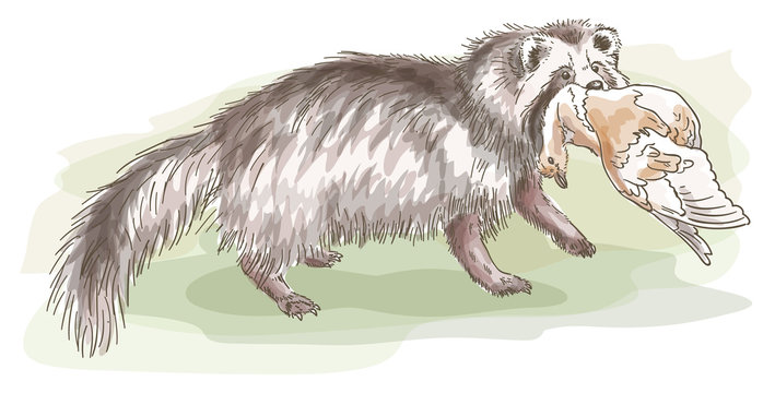 Raccoon dog with a bird.