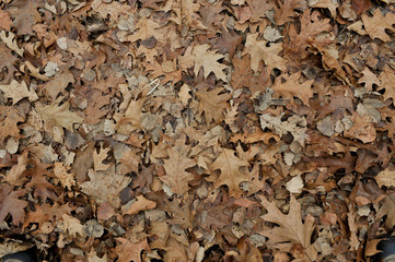 Sottobosco Foglie di rovere