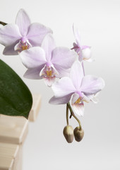 Naklejka na ściany i meble Phalaenopsis orchid flowers