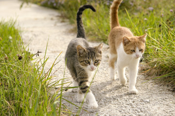 Tails Up, Let's Go!