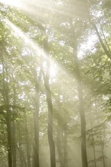 Keuken spatwand met foto Betoverd bos © PetarPaunchev