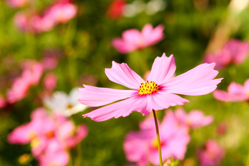 Obraz premium pink flower