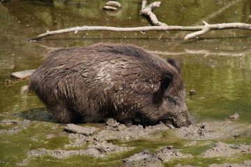 Wildschwein