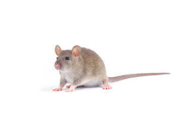 rat