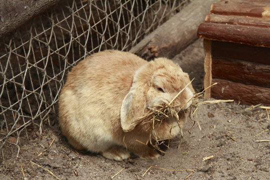 Kaninchen