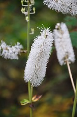 サラシナショウマ