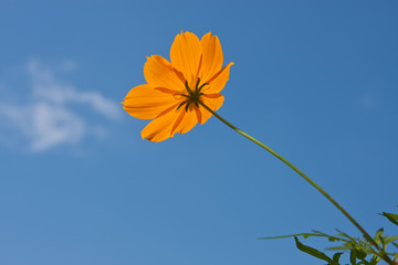 single cosmos flower against blue sky