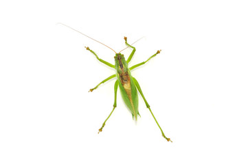 Green Grasshopper Isolated on White Background