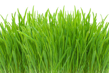 spring green grass isolated on white