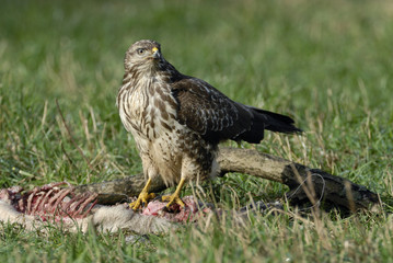 Buzzard (Buteo b.) feeding on a carrion