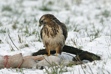 Buzzard (Buteo b.) feeding on a carrion