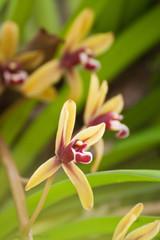 Fototapeta premium cymbidum finlaysonianum...orchid in Thailand