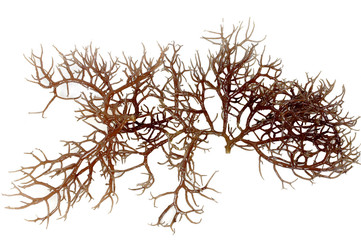 fresh dark brown seaweed © antonihalim