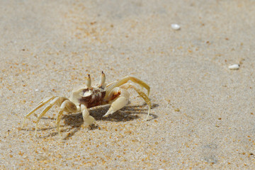 sand crab
