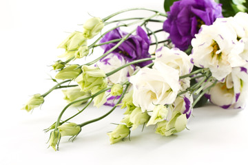 Beautiful flowers lisianthus