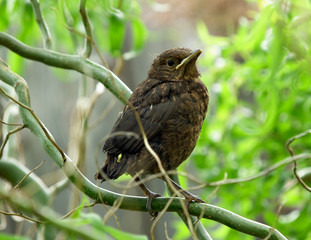 Blackbird