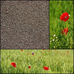 Collage with poppy seeds