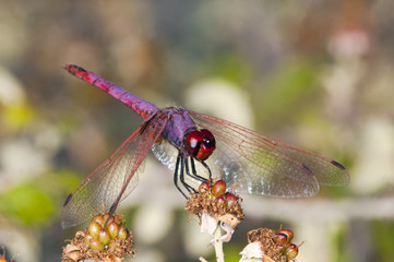 Violet Dropwing Trithemis annulata, Crete