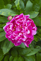 Peony with its leaves