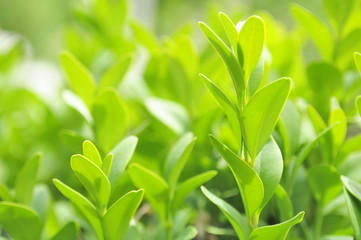 Green Leaves of Boxwood (Box or Buxus sempervirens) Close-Up