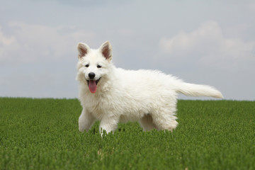 jeune berger blanc dans l'herbe sur fond de ciel bleu