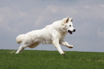 saut spectaculaire du berger blanc