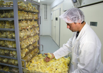 Farmer controls baby chicken in incubator - obrazy, fototapety, plakaty