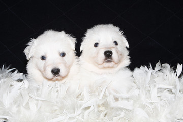 couple de chiots bergers blancs