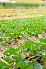 Rows of strawberry farm