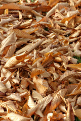 Dry leaves