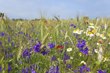 Fototapeta na wymiar Wheat field with flowers