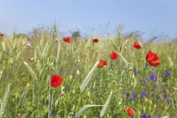 Wheat field with poppies