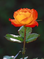 Fresh orange rose - 38057771