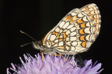 Fritillary butterfly on field scabiou, macro photo