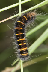 Moth larva on stem, macro photo