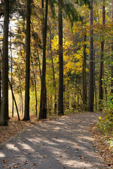 Fototapeta premium Alley in autumn park