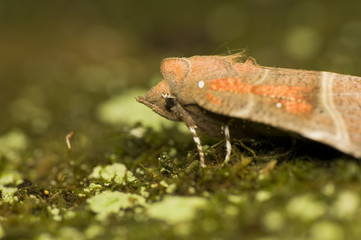 Scoliopteryx libatrix