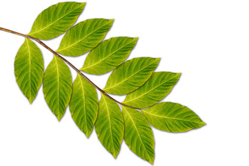 Obraz premium Branch with green leaves