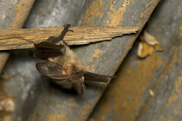 Bat