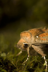 Scoliopteryx libatrix