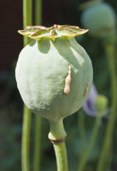 Capsule of poppy showing latex exuding from incision
