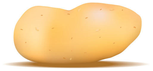 potato in vector
