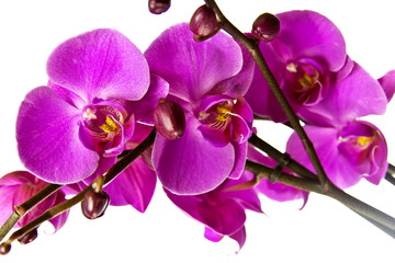 Fototapeta na wymiar Różowa orchidea.