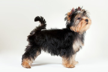 yorkie puppy on white gradient background