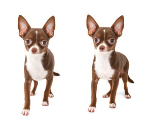 chocolate chihuahua dog making step forward set of two images